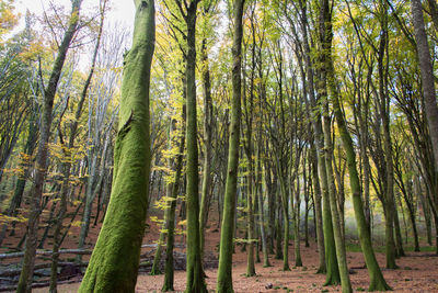 Trees growing in forest