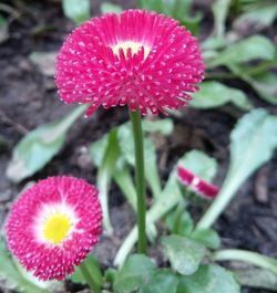 Close-up of pink flower blooming outdoors