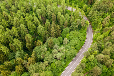 High angle view of road amidst trees in forest