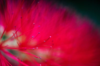 Macro shot of pink flowering plant