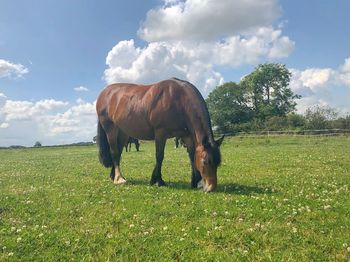 Horse grazing in field