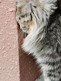 Close-up of a cat