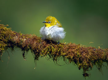 Close-up of bird perching on plant