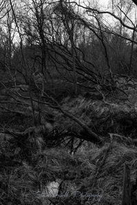 Full frame shot of tree
