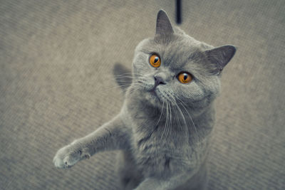 High angle portrait of cat rearing up while standing on carpet