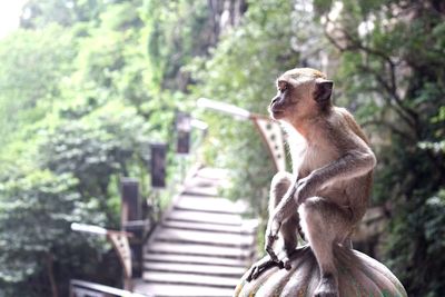 Close-up of monkey at batu caves