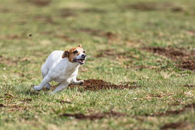 Dog running on field