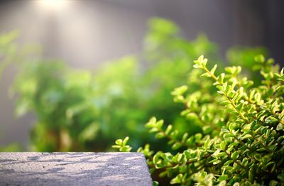 Close-up of fresh green plant