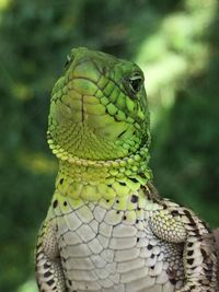 Close-up of parrot