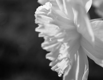 Close-up of flower against blurred background