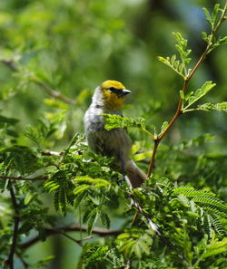 Bird perching on a tree