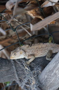 Close-up of lizard on tree