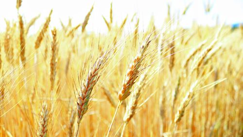 Close-up of wheat growing on field against sky