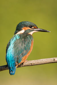 Close-up of a bird perching on branch