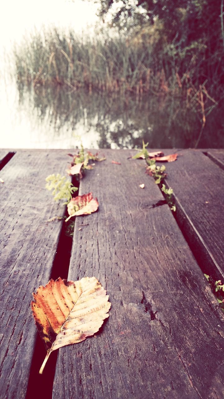 leaf, wood - material, bench, autumn, tree, the way forward, nature, fallen, street, outdoors, day, sunlight, road, dry, tranquility, season, surface level, focus on foreground, leaves, change