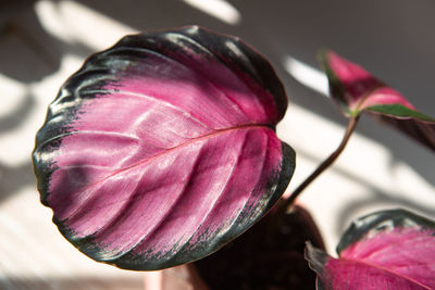 Close-up of flower