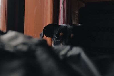 Portrait of dog on bed at home