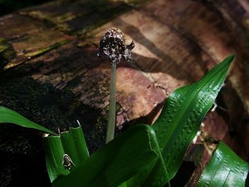 Close-up of insect on plant