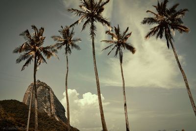 Low angle view of palm trees against sky