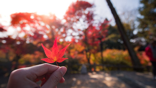 Close-up of hand holding maple leaves during autumn