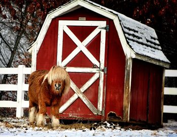Close-up of pony outside barn during winter