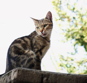 Low angle view of cat sitting against wall