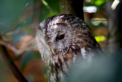 Close-up portrait of owl