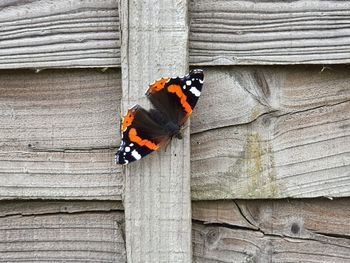 Butterfly on fence