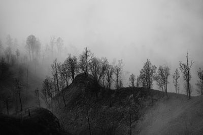 Bare trees on snow covered land against sky