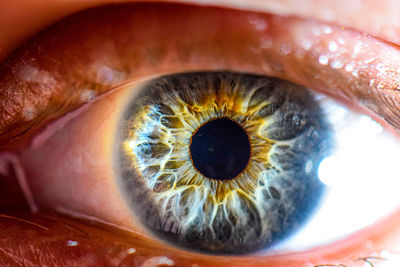 Close-up of human eye