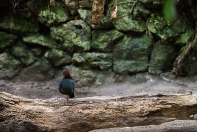 Close-up of bird perching on rock