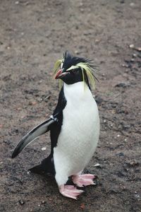 Close-up of bird