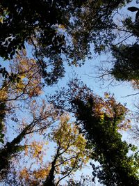 Low angle view of trees against sky