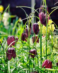 Close-up of plants