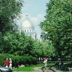 Trees in park