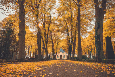 Trees in forest during autumn