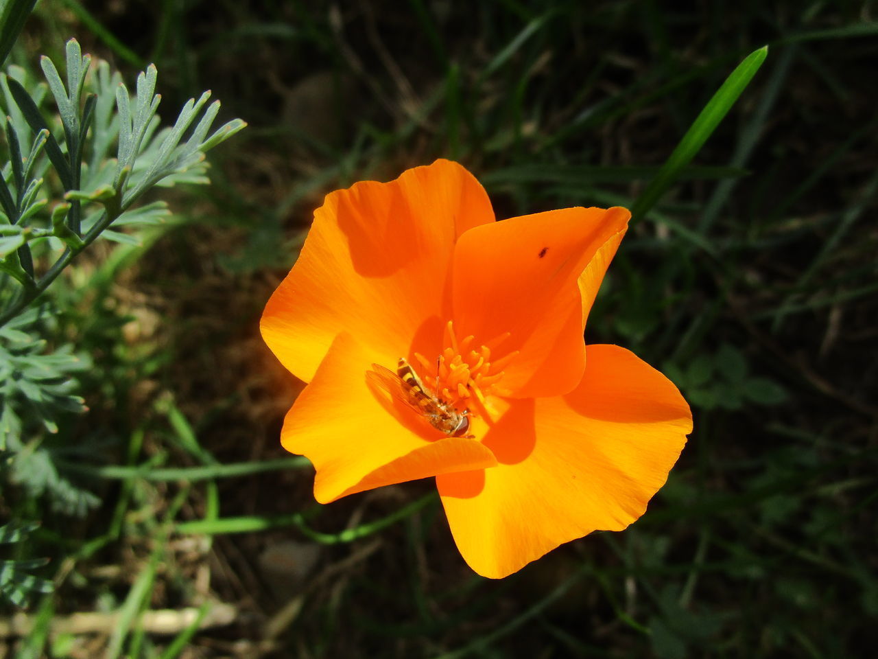 CLOSE-UP OF ORANGE POPPY ON PLANT