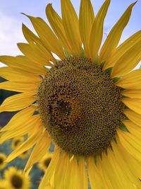 Close-up of sunflower