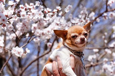 Portrait of dog against cherry blossom