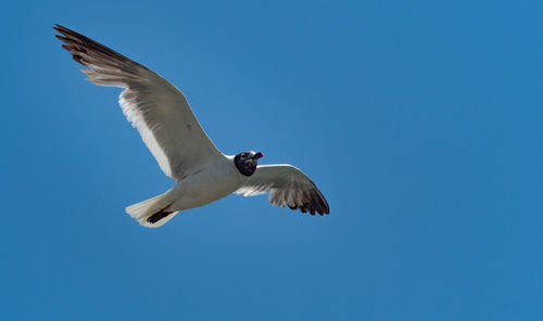 Low angle view of seagull flying