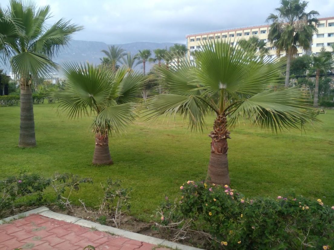 plant, palm tree, tropical climate, tree, nature, sky, garden, no people, green, grass, cloud, beauty in nature, land, day, growth, outdoors, date palm, architecture, travel destinations, date palm tree, environment, water, estate, flower, scenics - nature, tranquility, borassus flabellifer, resort, coconut palm tree, landscape, footpath, landscaped, front or back yard, field, tropical tree, tranquil scene, travel