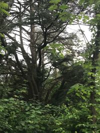 Low angle view of trees in forest