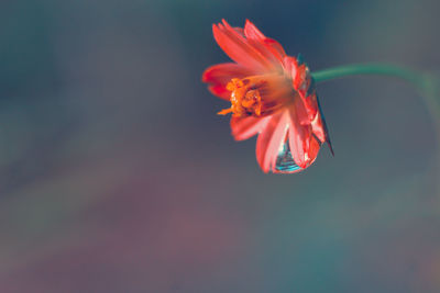 Close-up of orange rose flower