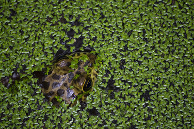 High angle view of frog hiding under leaves