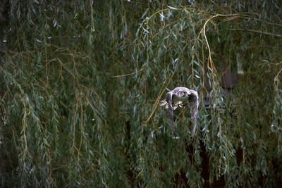 Close-up of bird flying against plants