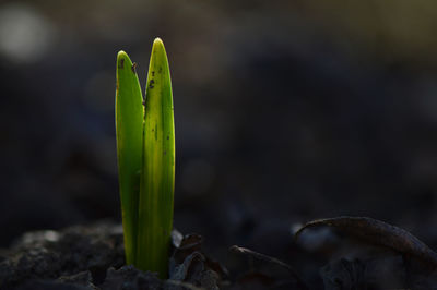 Close-up of plant