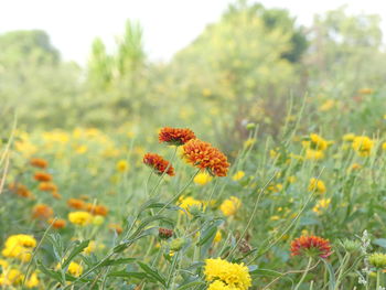 Close-up of yellow flowers blooming on field