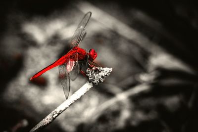 Close-up of dragonfly on red flower