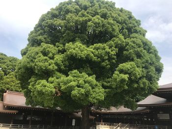 Low angle view of tree by building against sky