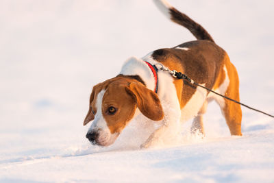 Beagle dog sniffing trail in snow. hound dog theme.